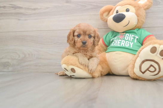 Cavapoo Puppy for Adoption