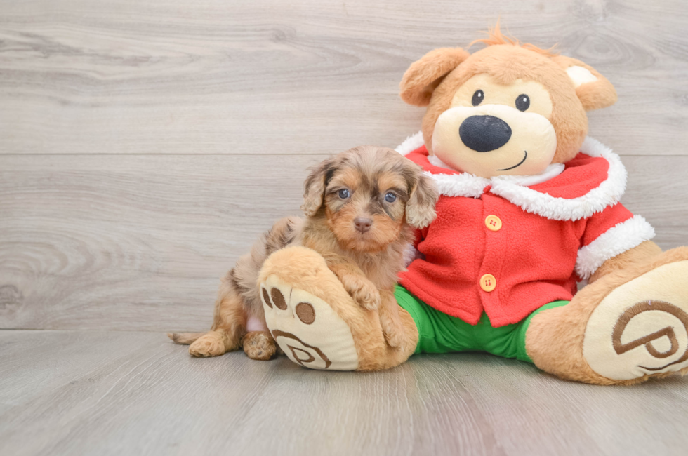 5 week old Cavapoo Puppy For Sale - Windy City Pups