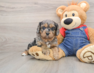 8 week old Cavapoo Puppy For Sale - Windy City Pups
