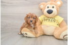 Hypoallergenic Cavadoodle Poodle Mix Puppy