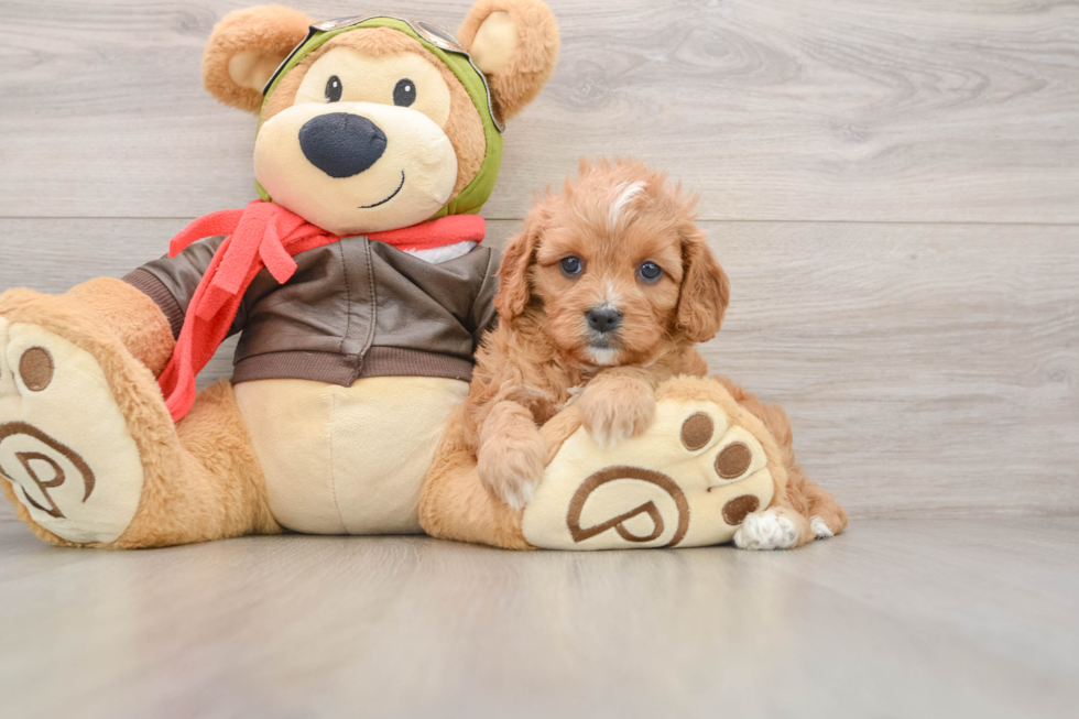 Petite Cavapoo Poodle Mix Pup
