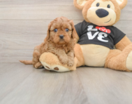 7 week old Cavapoo Puppy For Sale - Windy City Pups
