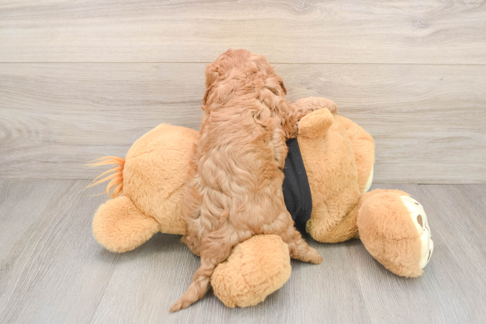 Playful Cavapoodle Poodle Mix Puppy