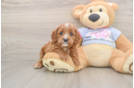 Cavapoo Pup Being Cute