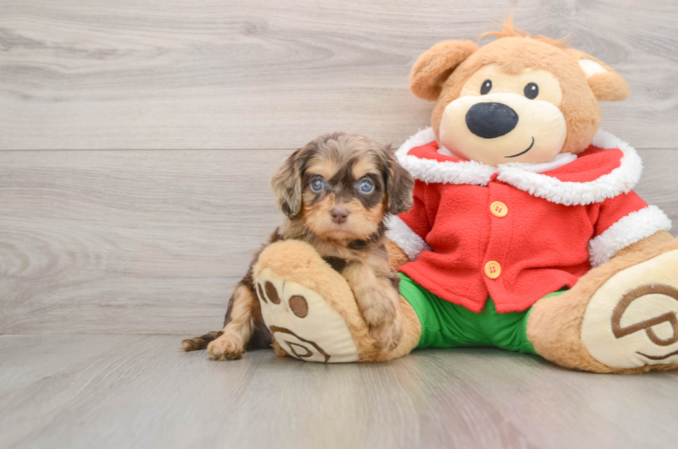 5 week old Cavapoo Puppy For Sale - Windy City Pups