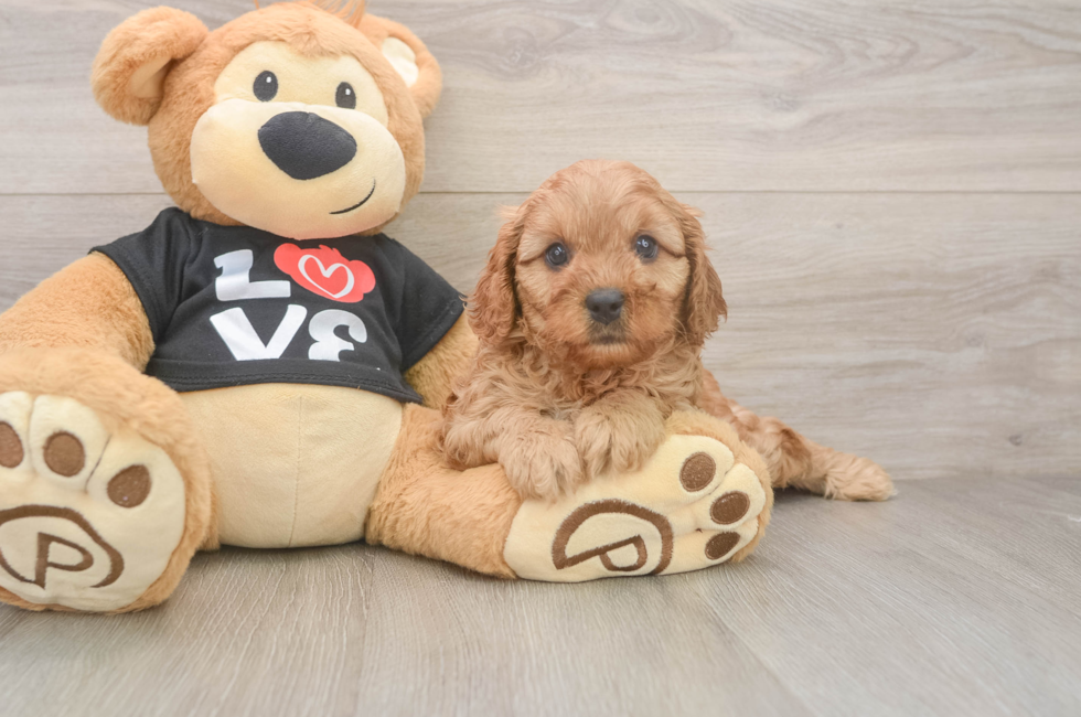 7 week old Cavapoo Puppy For Sale - Windy City Pups