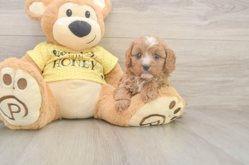 6 week old Cavapoo Puppy For Sale - Windy City Pups