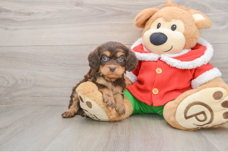 Hypoallergenic Cavadoodle Poodle Mix Puppy