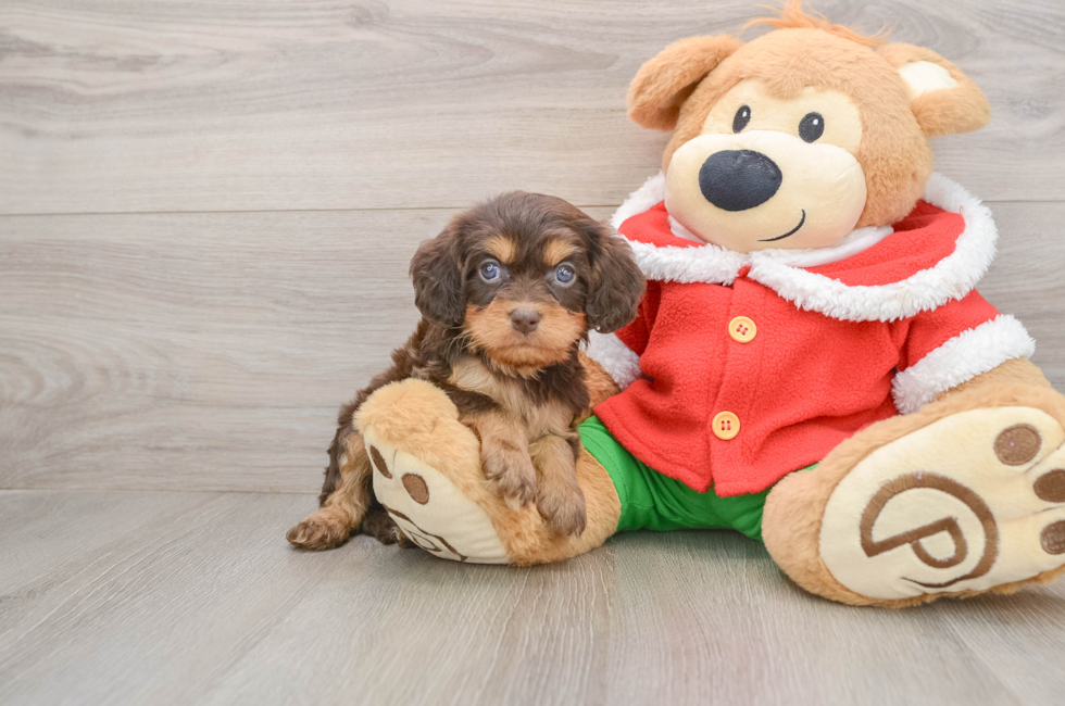 5 week old Cavapoo Puppy For Sale - Windy City Pups