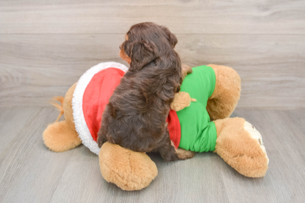 Cavapoo Pup Being Cute