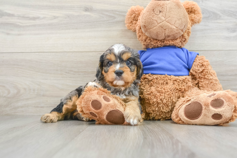 Hypoallergenic Cavadoodle Poodle Mix Puppy