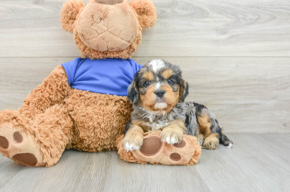 8 week old Cavapoo Puppy For Sale - Windy City Pups