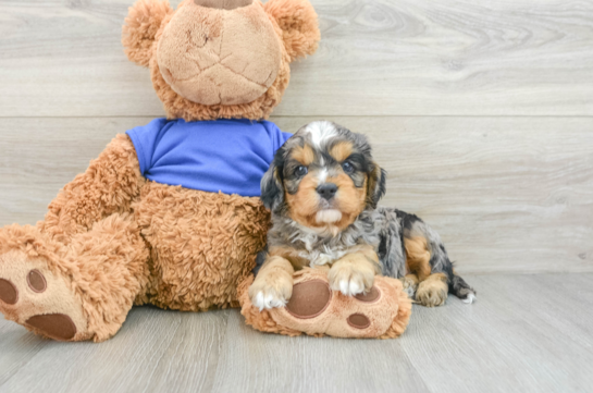 Cavapoo Pup Being Cute