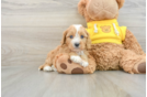 Playful Cavapoodle Poodle Mix Puppy