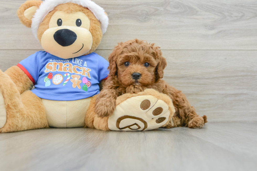 Cavapoo Pup Being Cute