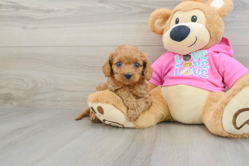 Friendly Cavapoo Baby