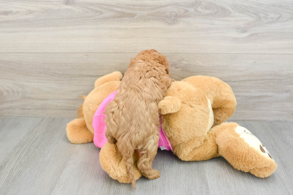 Cavapoo Pup Being Cute