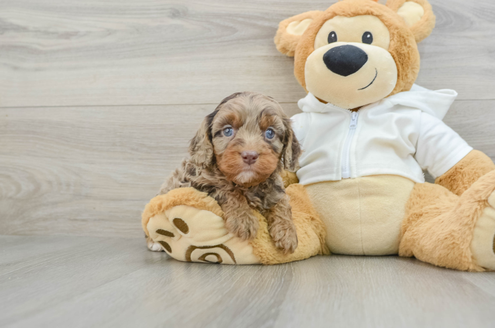 6 week old Cavapoo Puppy For Sale - Windy City Pups