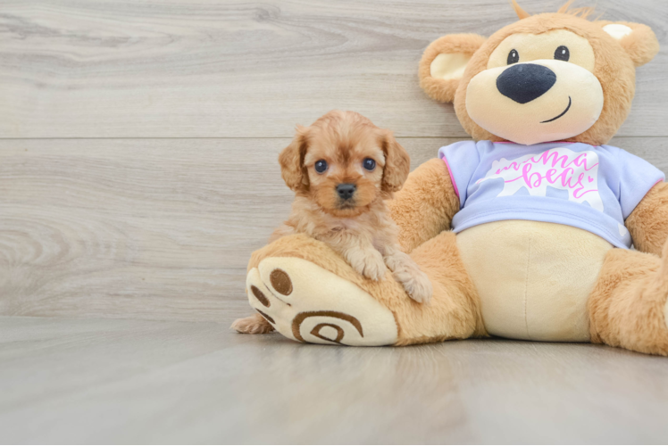 Cavapoo Pup Being Cute