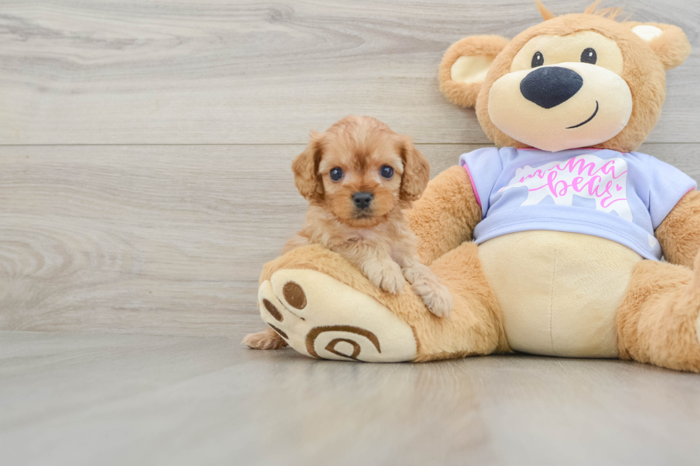 Cavapoo Pup Being Cute
