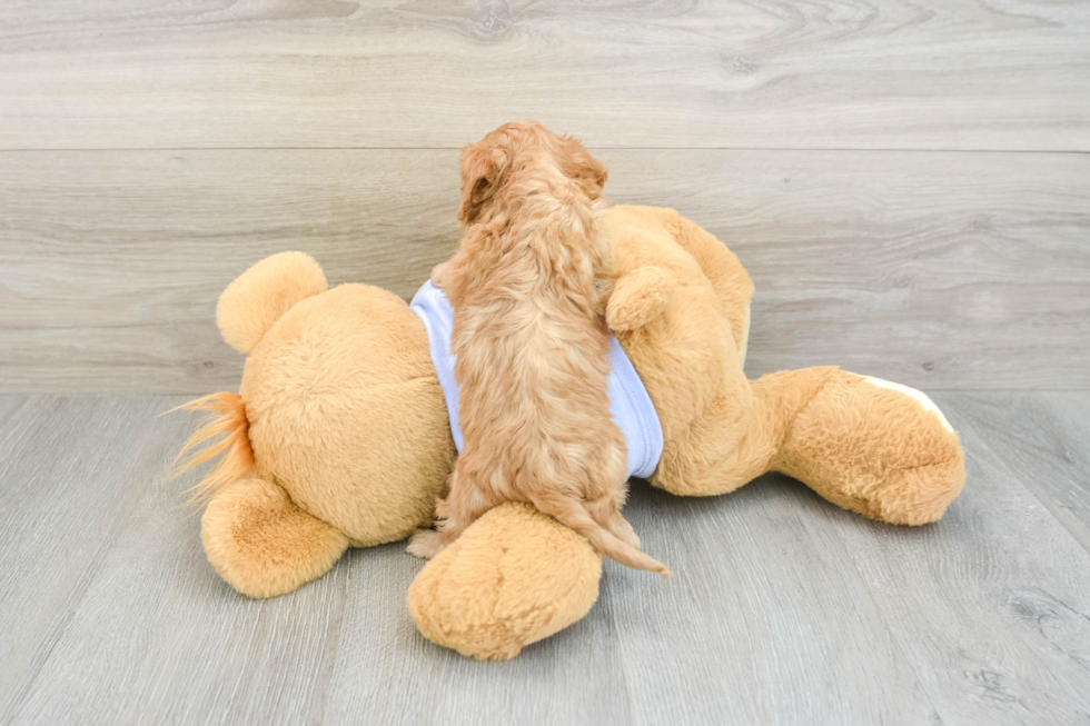 Cavapoo Puppy for Adoption