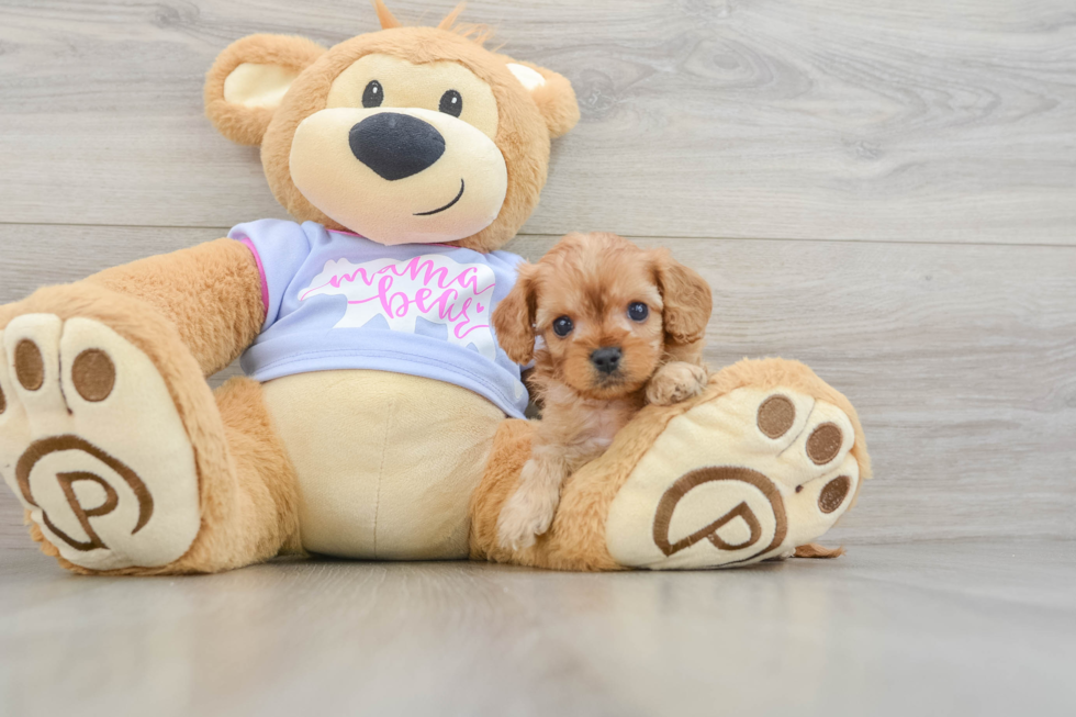 Cavapoo Puppy for Adoption