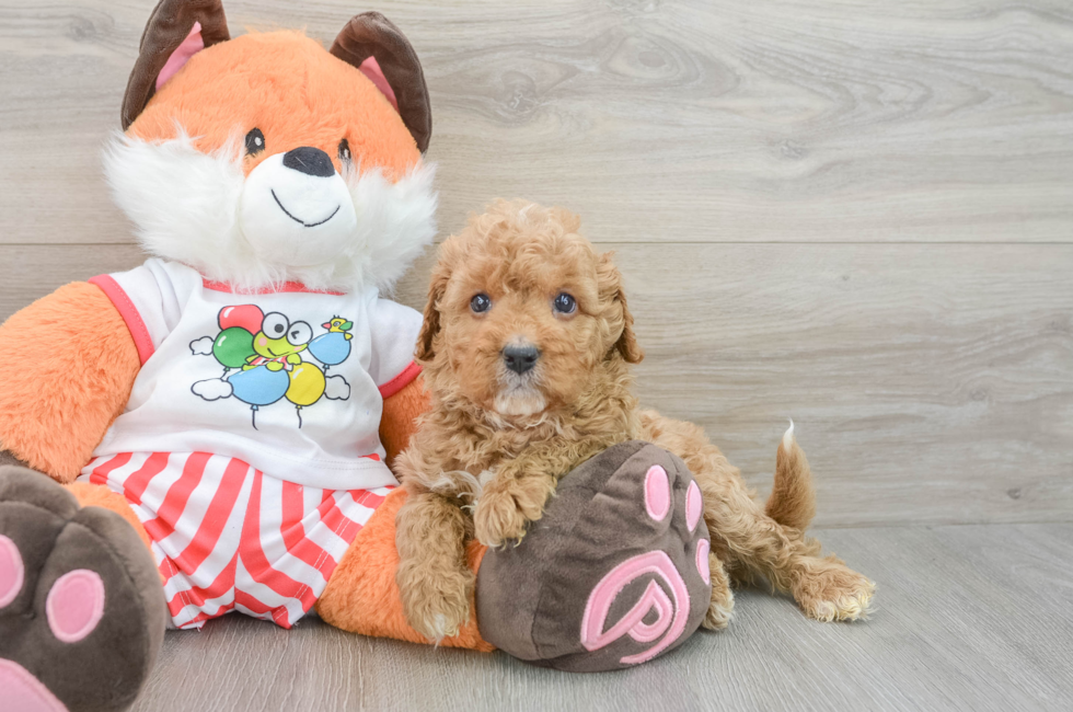 5 week old Cavapoo Puppy For Sale - Windy City Pups