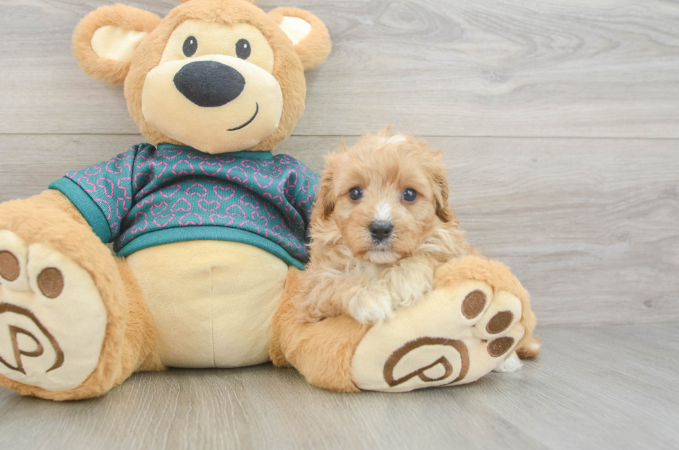 6 week old Cavapoo Puppy For Sale - Windy City Pups