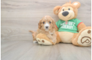 Funny Cavapoo Poodle Mix Pup