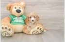 Cavapoo Puppy for Adoption