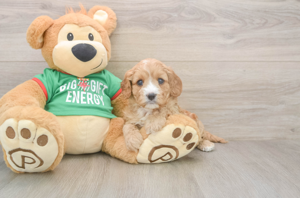 5 week old Cavapoo Puppy For Sale - Windy City Pups