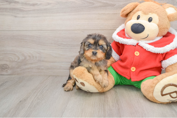 Petite Cavapoo Poodle Mix Pup