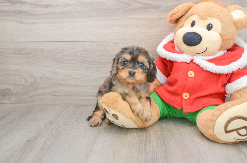 5 week old Cavapoo Puppy For Sale - Windy City Pups