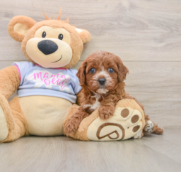 5 week old Cavapoo Puppy For Sale - Windy City Pups