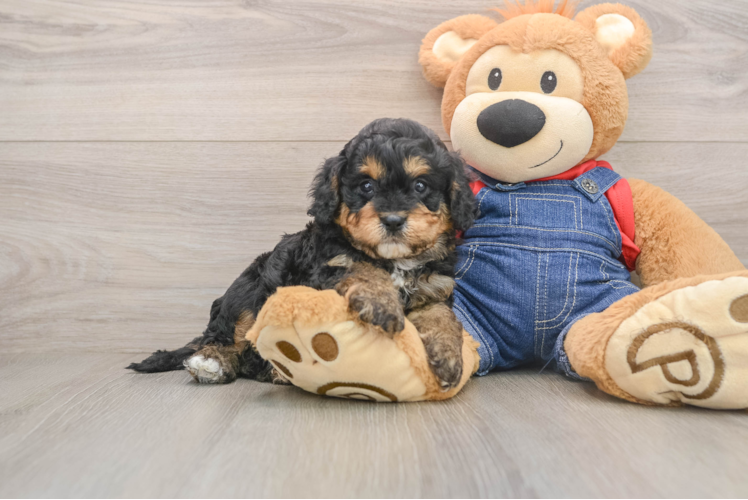 Cavapoo Pup Being Cute