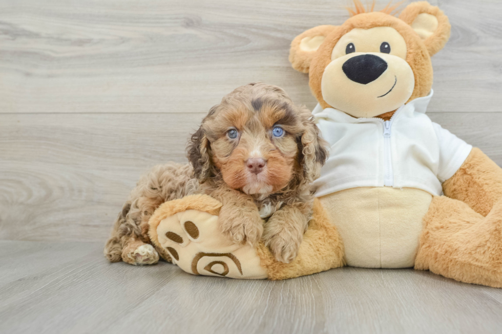 Cavapoo Pup Being Cute