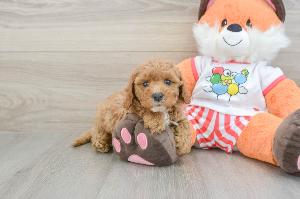 5 week old Cavapoo Puppy For Sale - Windy City Pups