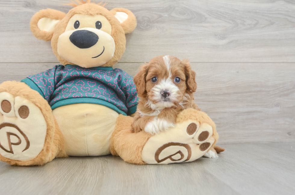 6 week old Cavapoo Puppy For Sale - Windy City Pups