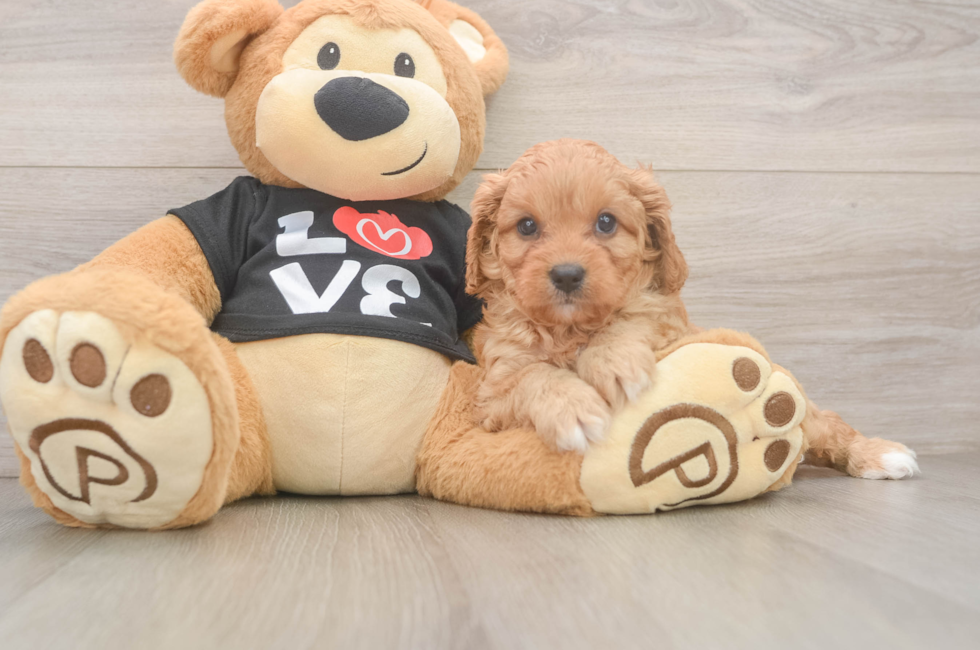 7 week old Cavapoo Puppy For Sale - Windy City Pups