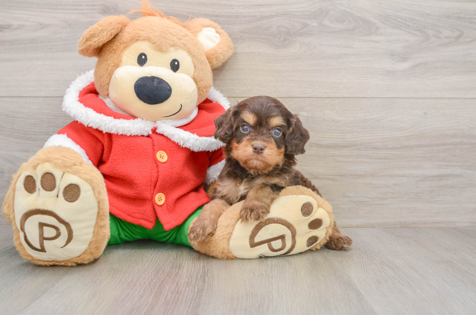 5 week old Cavapoo Puppy For Sale - Windy City Pups