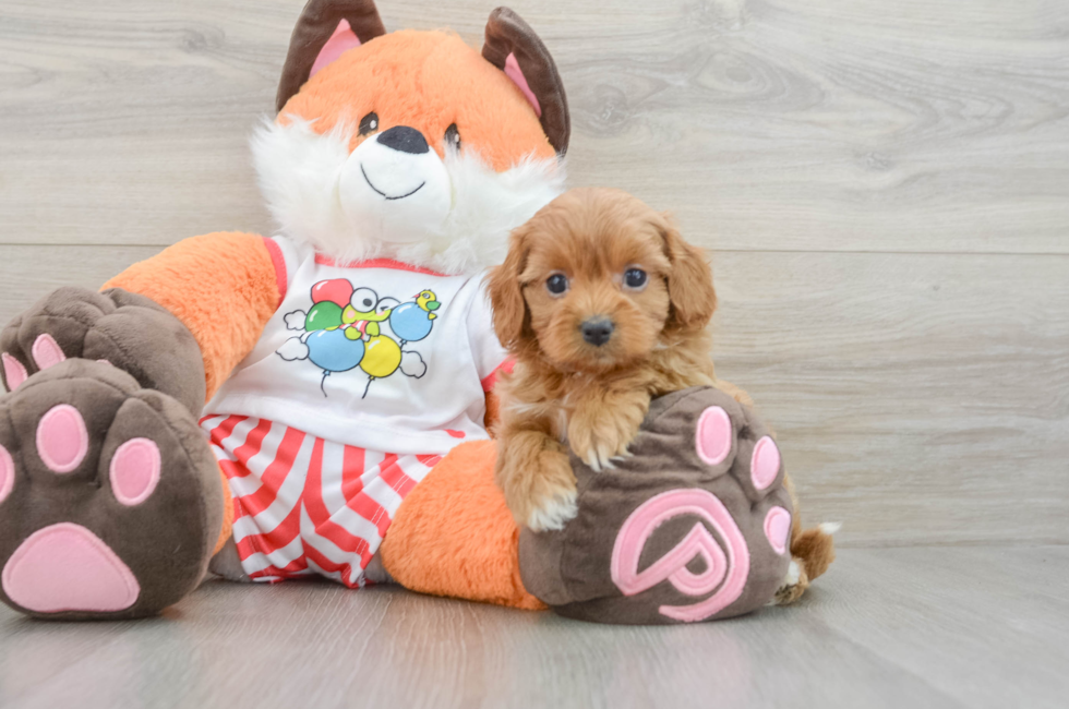 5 week old Cavapoo Puppy For Sale - Windy City Pups