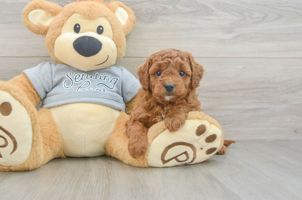 5 week old Cavapoo Puppy For Sale - Windy City Pups