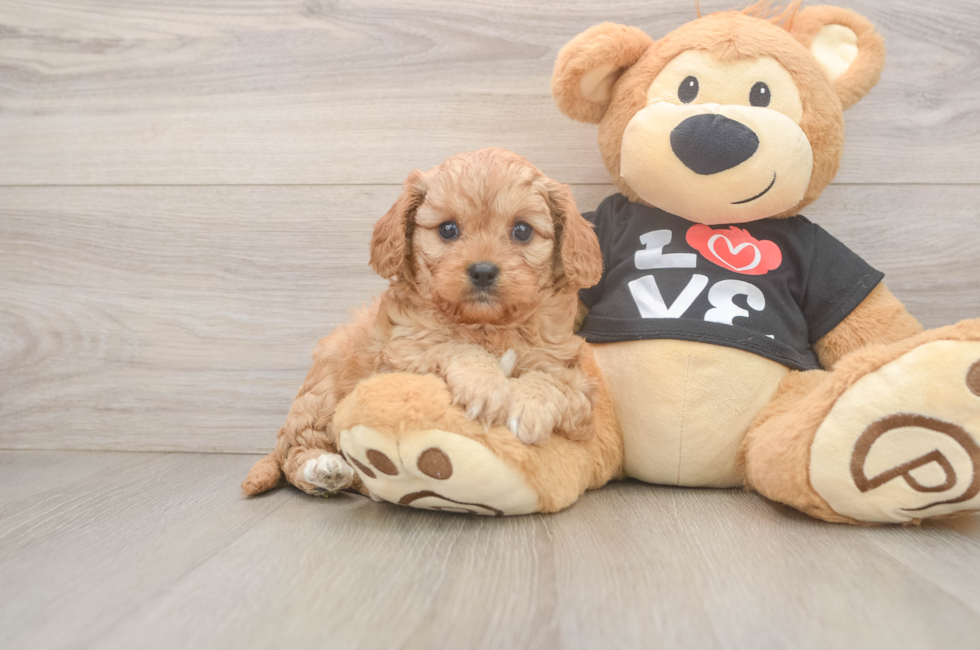 7 week old Cavapoo Puppy For Sale - Windy City Pups