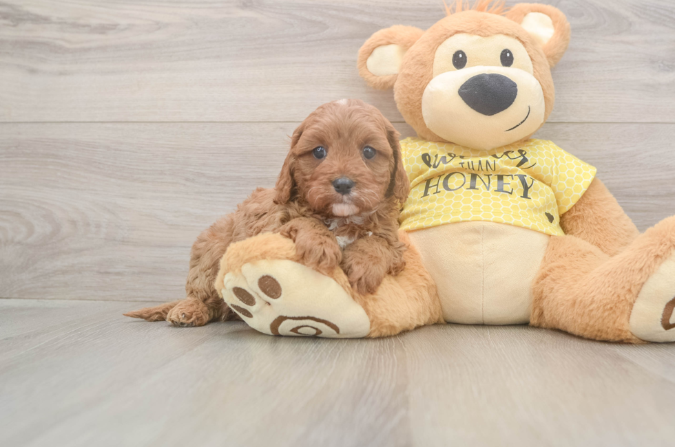 6 week old Cavapoo Puppy For Sale - Windy City Pups