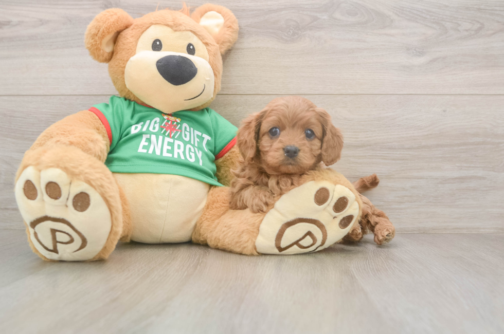 5 week old Cavapoo Puppy For Sale - Windy City Pups