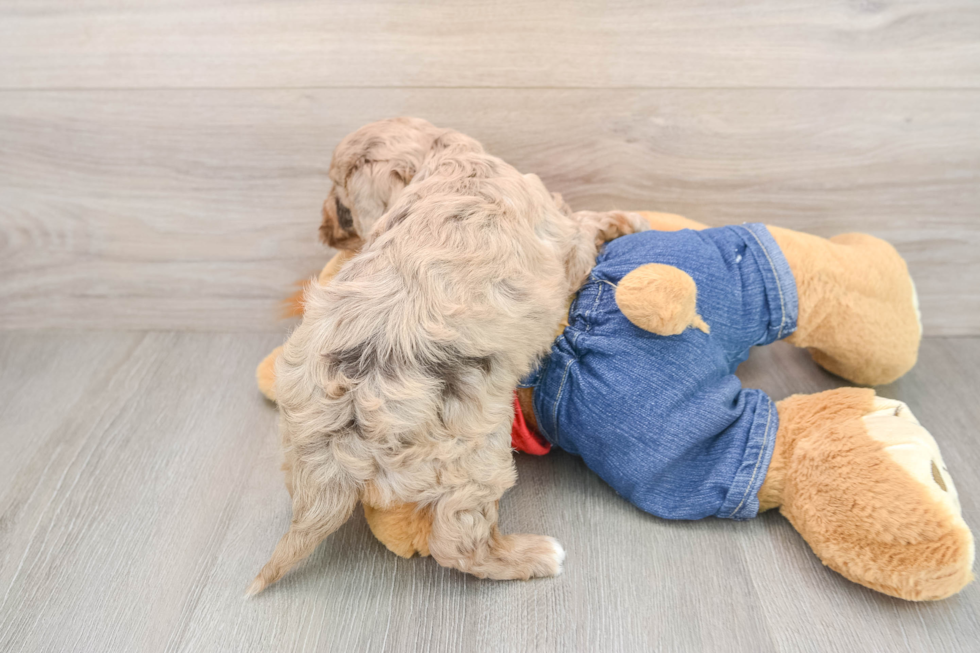 Petite Cavapoo Poodle Mix Pup