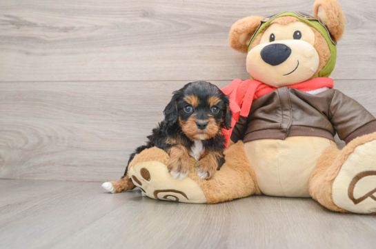 Cavapoo Pup Being Cute