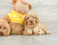 7 week old Cavapoo Puppy For Sale - Windy City Pups