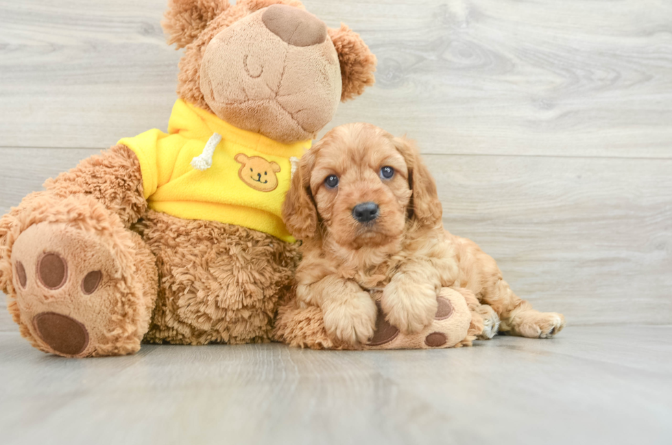 6 week old Cavapoo Puppy For Sale - Windy City Pups