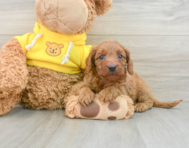 9 week old Cavapoo Puppy For Sale - Windy City Pups